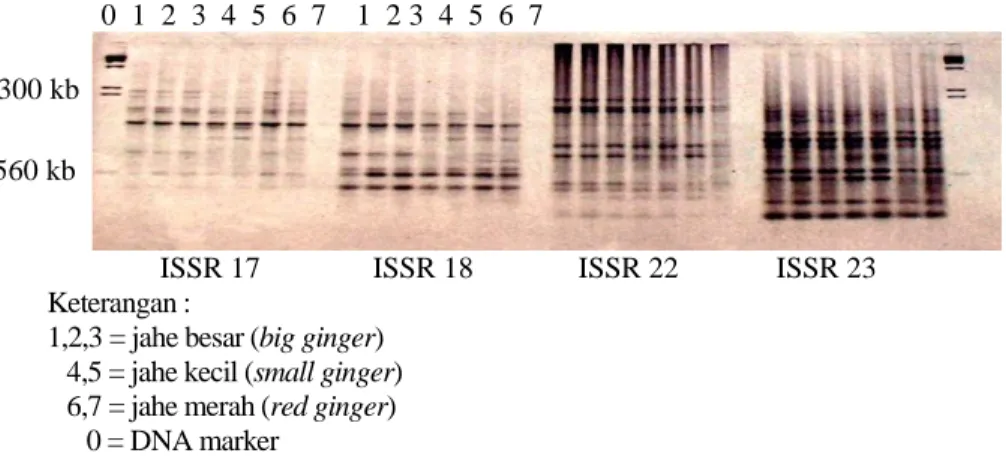 Gambar 1. Pola pita yang teramplifikasi dengan ISSR. 