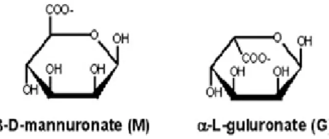 Gambar 2. Struktur asam alginat (Sriamornsak dan Sungthongjeen 2007)  Alginat dipisahkan melalui hidrolisis ringan menjadi tiga jenis potongan  polimer asam alginat, yaitu polimannuronat yang terdiri dari asam D-mannuronat,   poliguluronat yang terdiri dar