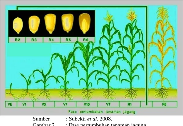 Gambar 2   : Fase pertumbuhan tanaman jagung 