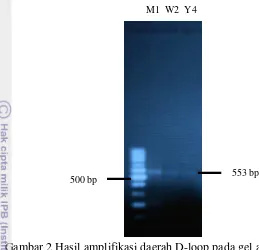 Gambar 2 Hasil amplifikasi daerah D-loop pada gel agarosa 1.2% 