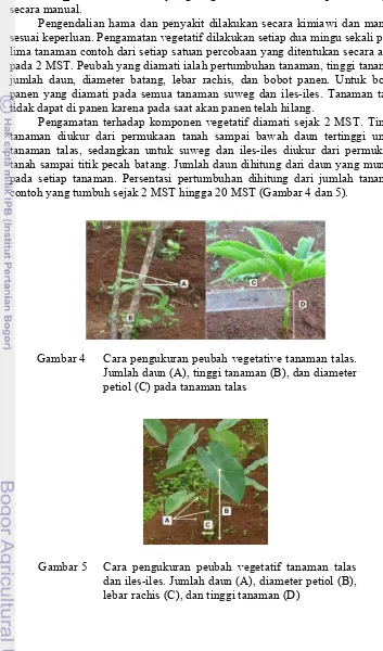 Gambar 4 Cara pengukuran peubah vegetative tanaman talas. 