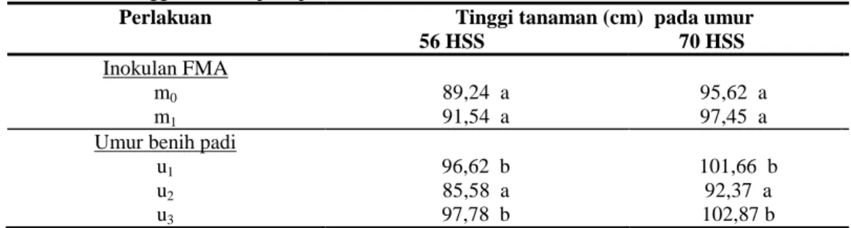Tabel 3. Rata-rata tinggi tanaman padi pada umur 56 HSS dan 70 HSS. 
