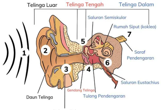 Gambar 1.3 Bagian-bagian telinga.