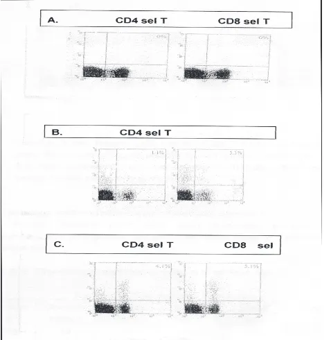 Gambar 3. Reaksi CD8 dan CD4 sel T pada sel otakdari mencit yang diimunisasi dengan protein E dansetelah dilakukan challenge test
