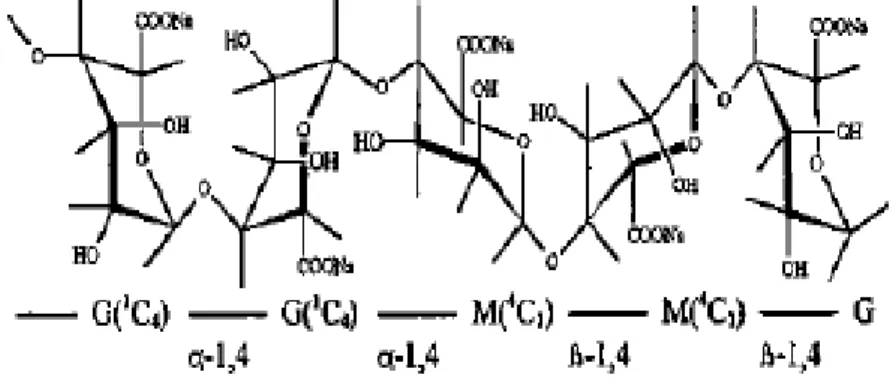 Gambar 2.1 Struktur natrium alginat  Keterangan: G : Guluronat; M : Mannuronat  2.2.2 Sifat fisikokimia alginat 