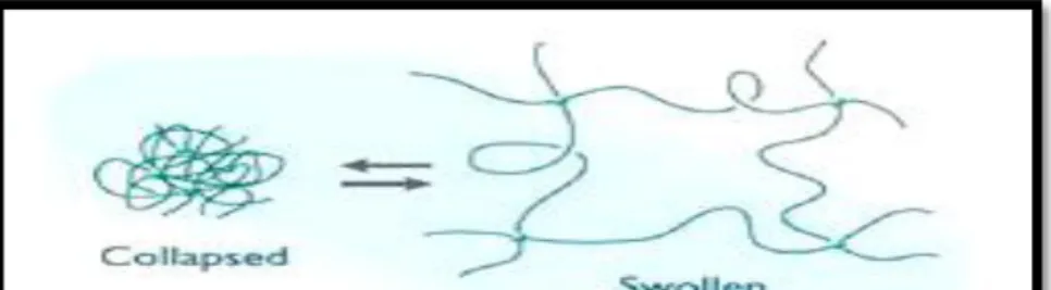 Gambar 2.1.2 Gambar Ilustrasi Hidrogel sebelum dan sesudah  mengembang (Swelling) 