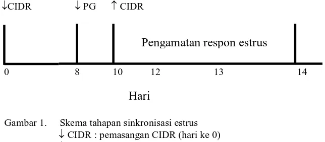 Gambar 1.     Skema tahapan sinkronisasi estrus   CIDR : pemasangan CIDR (hari ke 0) 