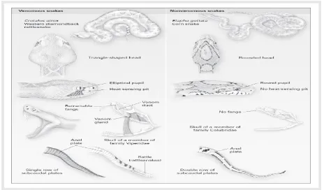 Gambar 2. Gambar ular jenis Crotalidae dan Elapidae
