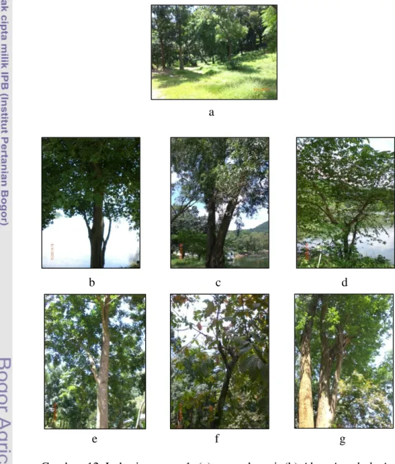 Gambar  12. Lokasi transect 1: (a) area rekreasi; (b) Alstonia scholaris; (c)                                   Acacia auriculiformis; (d) Muntingia calabura; (e) Swietenia                         mahogani; (f) Lagerstromia speciosa; (g) Dalbergia latifoli