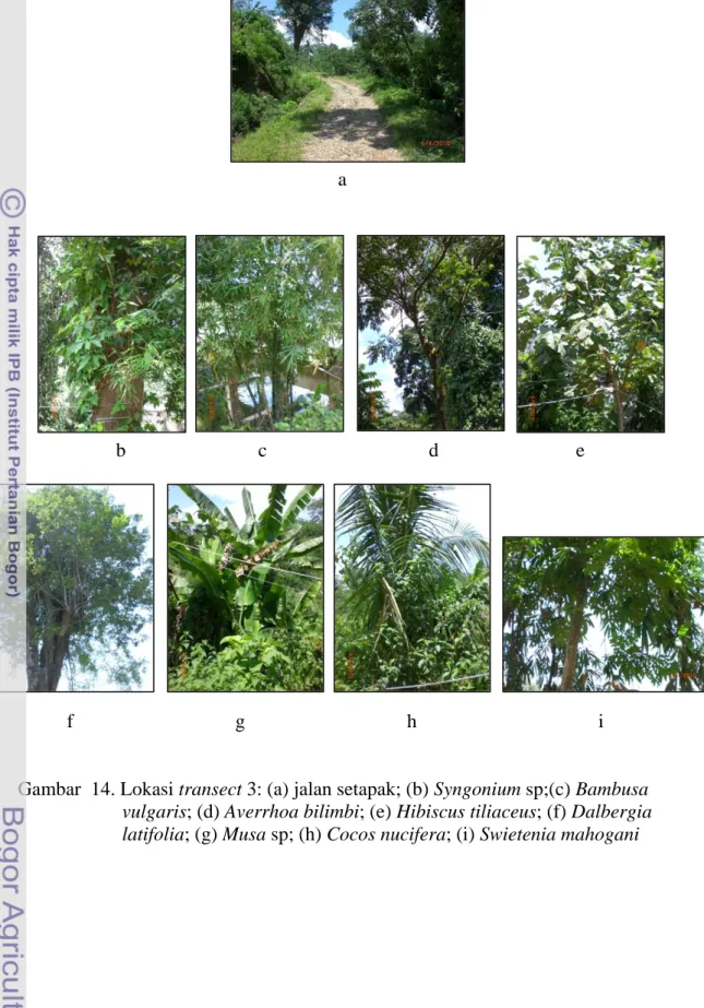 Gambar  14. Lokasi transect 3: (a) jalan setapak; (b) Syngonium sp;(c) Bambusa  vulgaris; (d) Averrhoa bilimbi; (e) Hibiscus tiliaceus; (f) Dalbergia  latifolia; (g) Musa sp; (h) Cocos nucifera; (i) Swietenia mahogani 