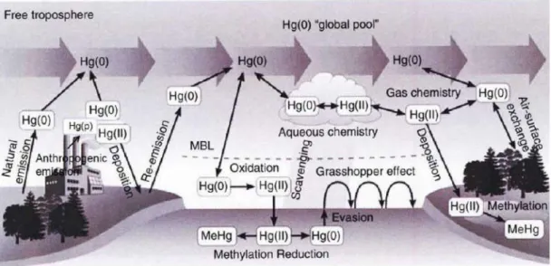Gambar 2.1. Siklus Merkuri pada alam (Travnikov, 2012). 