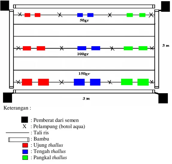 Gambar  3.  Desain  rakit  apung  dengan  perlakuan  asal  thallus  (ujung,  tengah  dan  pangkal)  terhadap  bobot  bibit  (50gr,  100gr  dan  150gr)  dengan  jarak  tanam 30 cm (tampak atas)