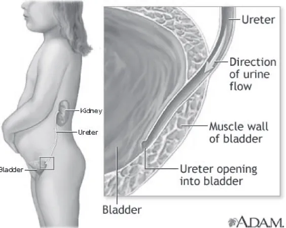 Gambar 1.  Anatomi dan histologi daerah ureter-vesika urinaria.Dikutip dari Adam, 2005.11