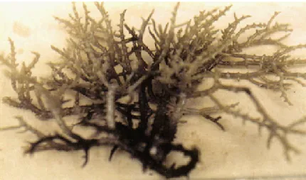 Gambar 2   Morfologi rumput laut Eucheuma spinosum (www.iptek.net.id) 