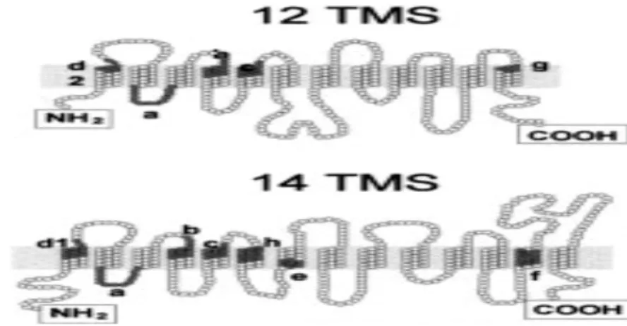 Gambar 1.  Topologi  MFS transporter dengan 12 dan 14 domain transmembran 