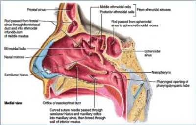 Gambar 2.1 Lateral dinding hidung (Keith L. Moore, 2015) 