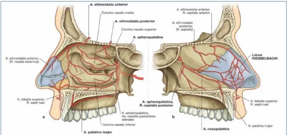 Gambar 2.2 Arteri yang mempedarahi kavum hidung (Paulsen, 2011) 