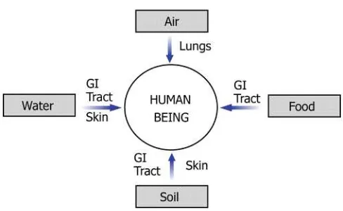 FIGURE 1.1 Possible vectors and routes of exposures by which harmful agents canreach human beings