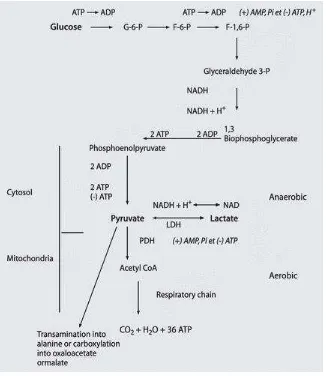 Gambar 2.7. Metabolisme laktat. F-6-P: fruktosa 6 fosfat, F-1,6-P: fruktosa 1,6 bifosfat, G-6-P: glukosa 6 fosfat, gliseraldehid 3-P: Gliseraldehid 3-fosfat, p:fosfat
