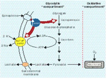 Gambar 2.8. Proses glikolisis karena stimulasi epinefrin menghasilkan ATP untuk aktivasi pompa Na-