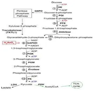 Gambar 2.4 Proses Glikolisis 
