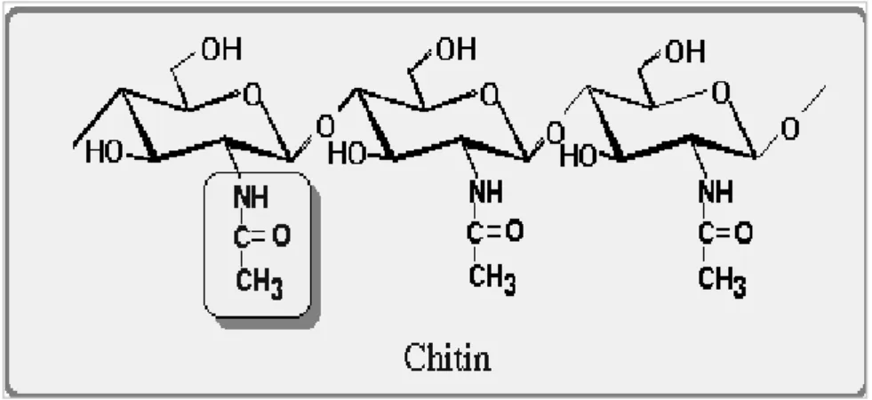 Gambar 2. Struktur kimia khitin (Suptijah 2006) 