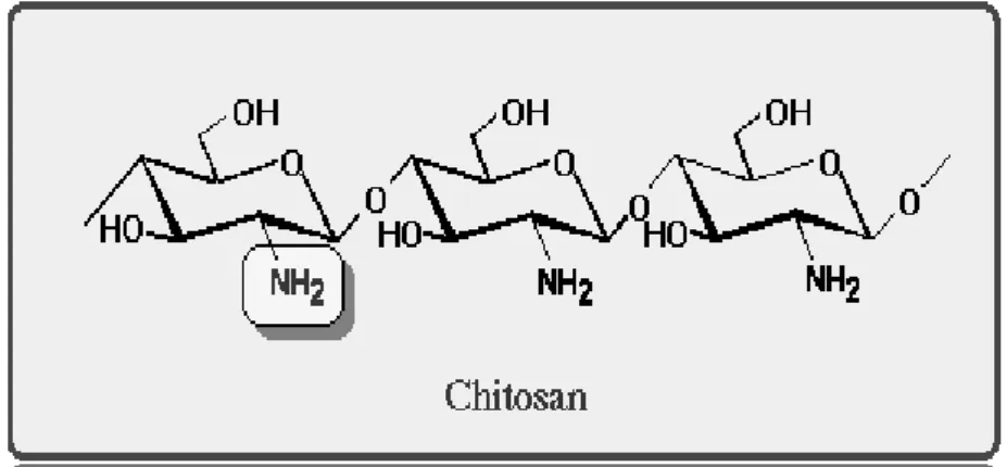 Gambar 3. Struktur kimia khitosan (Suptijah 2006) 