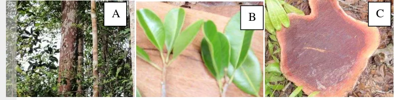 Gambar 9 Kayu mahalilis (Palaquium sp.). A. Pohon mahalilis, B. Bentuk daun 