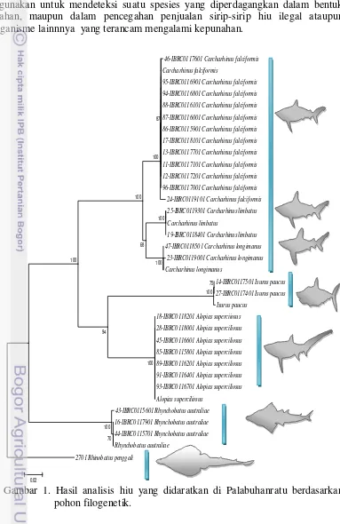 Gambar 1. Hasil analisis hiu yang didaratkan di Palabuhanratu berdasarkan     
