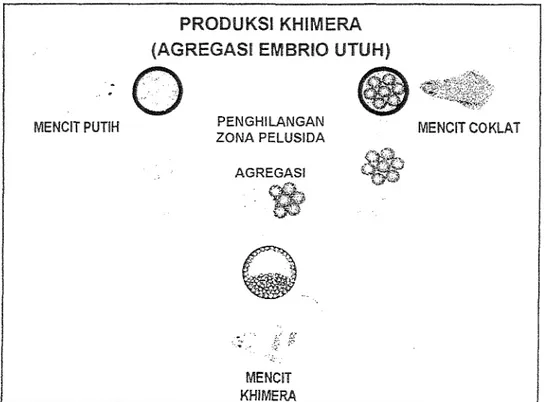 Gambar  1 .   Metode  agregasi ernbrio  rnencit  putih  dan  embrio  mencit  coklat  pada  produksi  khimera 