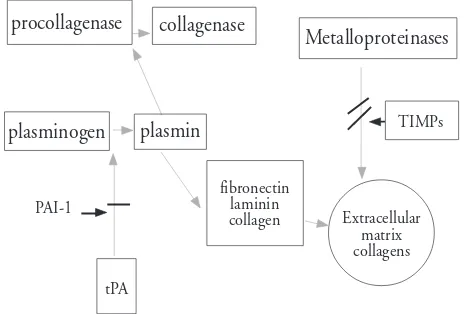 Gambar 8. Mekanisme peroxisome proliferator activatedreceptor dari anti-inflamasi endogenDikutip dari Coppo R, dkk, 20043