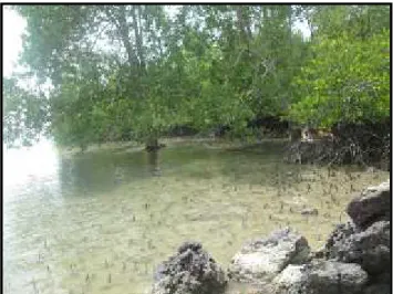 Gambar 4. Hutan Mangrove di Tanjung Pau d. Potensi Wisata Kolong