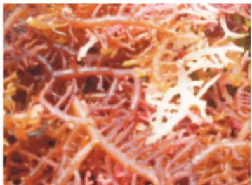 Gambar 1. Rumput laut yang terserang ice-ice