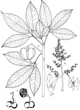 Gambar 1 Tanaman karet (Hevea brasiliensis); 