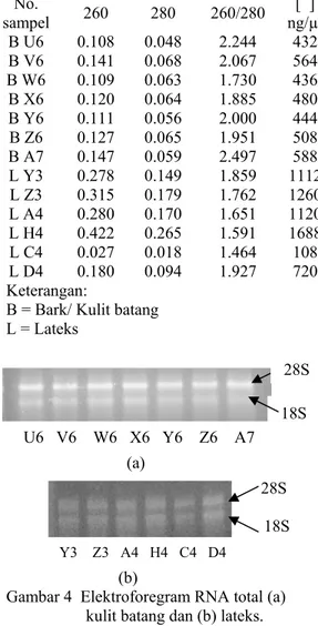 Tabel 2  Konsentrasi RNA total kulit batang    No.  sampel  260 280 260/280  [  ]  ng/µl  B U6  0.108  0.048  2.244  432  B V6  0.141  0.068  2.067  564  B W6  0.109  0.063  1.730  436  B X6  0.120  0.064  1.885  480  B Y6  0.111  0.056  2.000  444  B Z6  