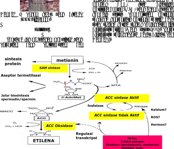 Gambar 1 Struktur poliisoprena (Wang et al  2002). 