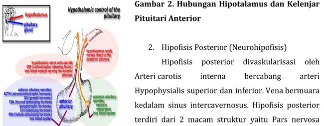 Gambar 2. Hubungan Hipotalamus dan Kelenjar  Pituitari Anterior 