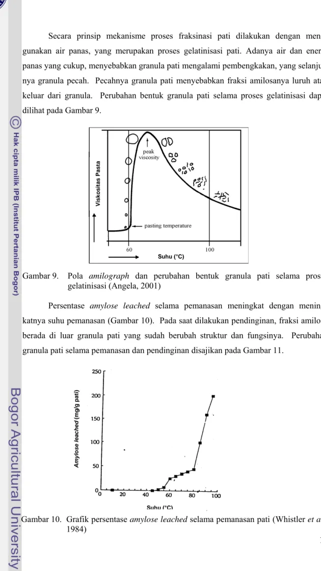 Gambar 9.  Pola  amilograph dan perubahan bentuk granula pati selama proses  gelatinisasi (Angela, 2001) 