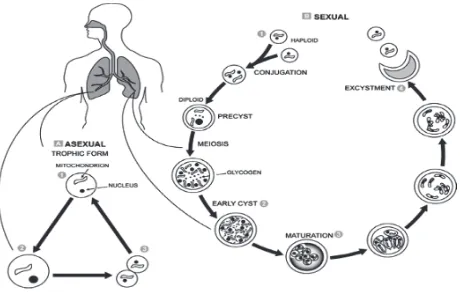 Gambar 1. Siklus hidup Pneumocystis cariniiDikutip dari Collier L, 1998.13