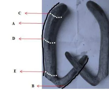 Gambar 3.1  Teknik pengukuran ranggah muda  rusa timorensis hasil panen A. Panjang ranggah utama, B
