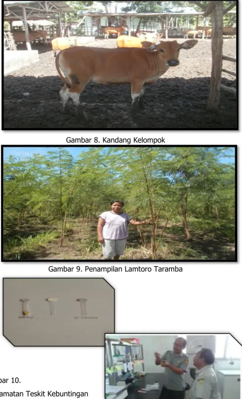 Gambar 9. Penampilan Lamtoro Taramba 