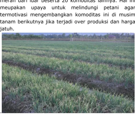 Gambar  3.  Areal  pengembangan  Bawang  Merah  di Aceh Besar (LM3) 