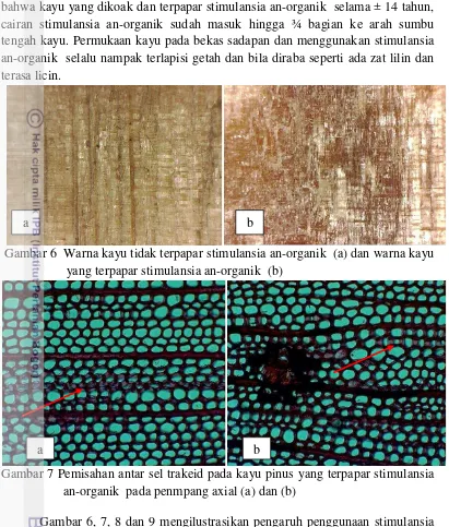 Gambar 6  Warna kayu tidak terpapar stimulansia an-organik  (a) dan warna kayu 