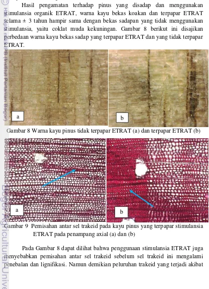 Gambar 8 Warna kayu pinus tidak terpapar ETRAT (a) dan terpapar ETRAT (b) 