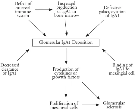 Gambar 2. Struktur IgA1 normal