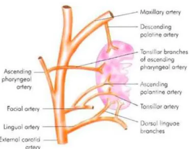 Gambar 2.2Aliran pembuluh darah tonsil (Dhingra, 2010) 