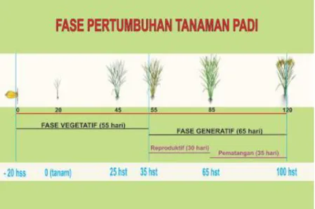 Gambar 1. Fase pertumbuhan tanaman padi 