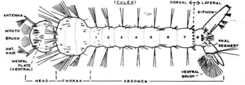 Gambar 2.4.1 Anatomi Larva Nyamuk 