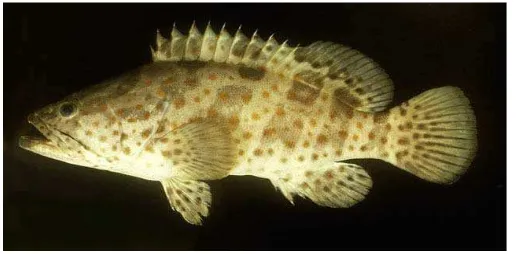 Gambar 2. Ikan Kerapu Lumpur (Epinephelus tauvina) (www.agrosukses.com)