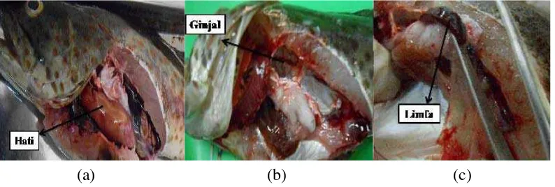 Gambar 3. Ikan Kerapu Lumpur (E. tauvina) yang terinfeksi penyakit 